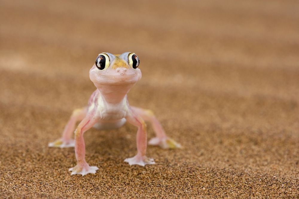 Le Gecko dans Tous ses États